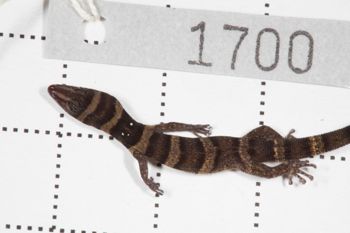 Media type: image;   Herpetology R-189896